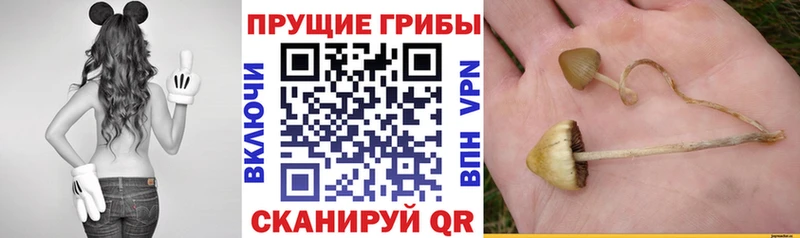 где купить наркоту  Крымск  ссылка на мегу ССЫЛКА  Галлюциногенные грибы прущие грибы 